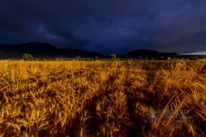 Wheat in the storm_11.jpg